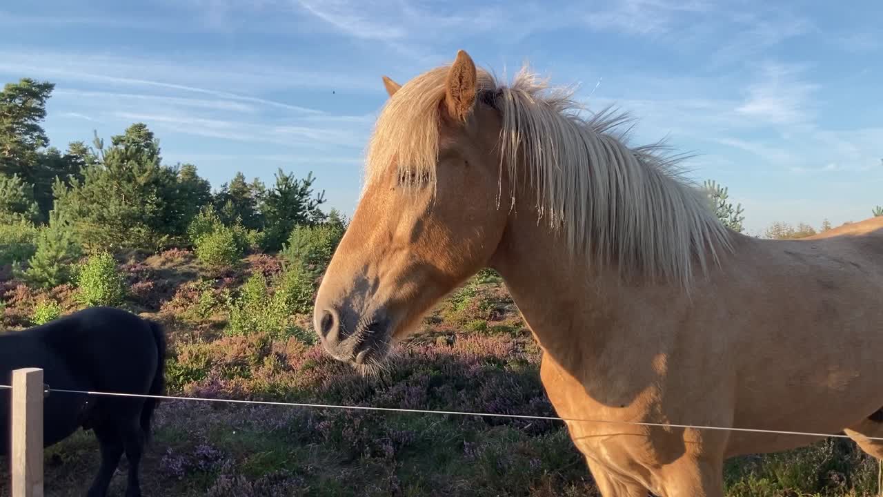 Horses relaxing on blooming heath in evening light, medium shot
