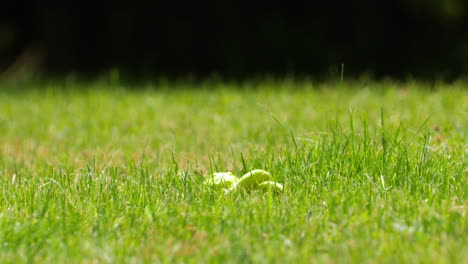 un papillon monarque volant d'un brin d'herbe