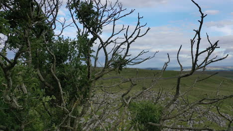 aerial-flight-backwards-and-descending-through-branches-of-ash-tree-revealing-lone-tree-growing-in-limestone-pavement