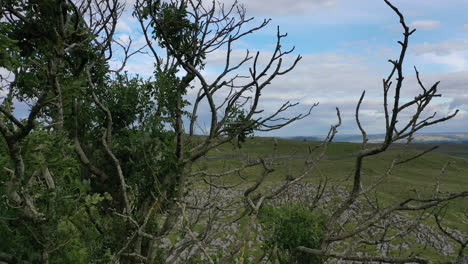 vuelo aéreo hacia atrás y descendiendo a través de ramas de árbol de fresno revelando árbol solitario que crece en el pavimento de piedra caliza