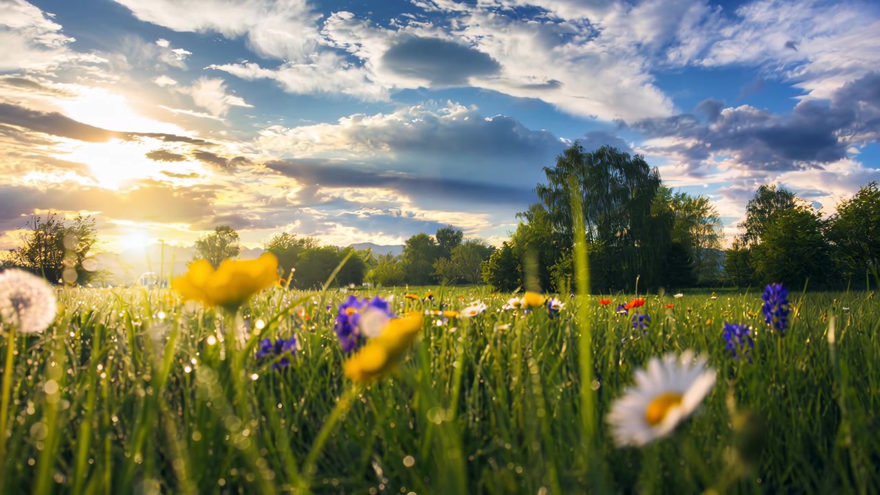 Vibrant Wildflower Meadow at Sunset