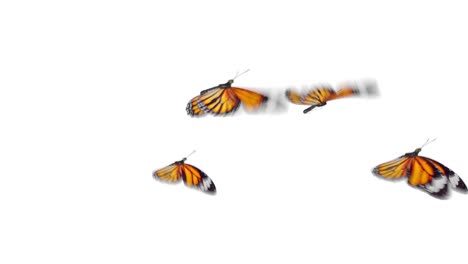 beautiful orange colored butterflies monarch (danaus plexippus) flying on white and green backgrounds close-up. seamless 3d animation with green screen alpha channel.