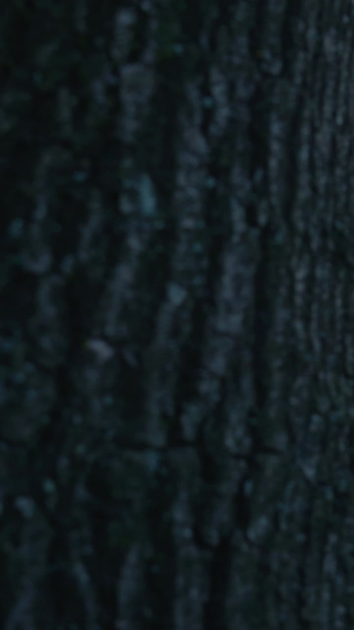 ствол дерева при заходе солнца