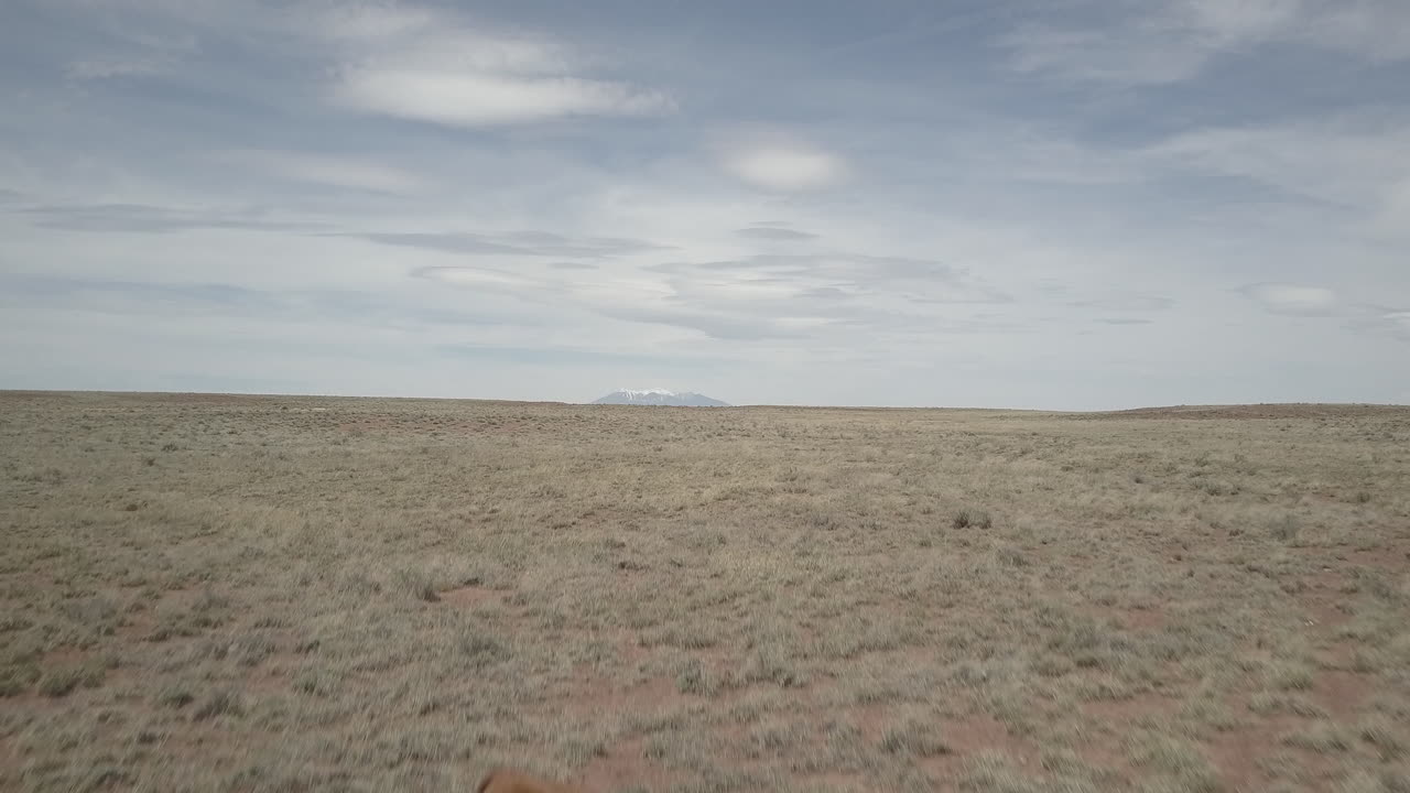 Droneoptagelse, der flyver over to køer, som står på en tør mark med bjerge i baggrunden, på en overskyet dag i USA, LOG.