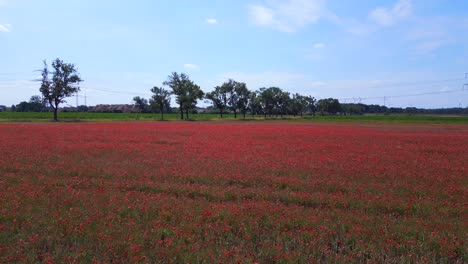 perfecta vista aérea de arriba vuelo red poppyfield área rural prado de verano