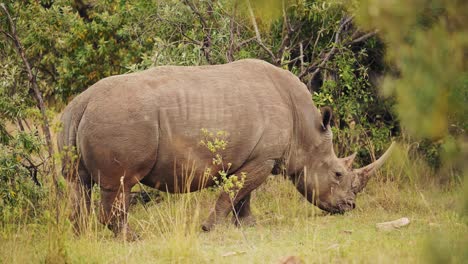 africa safari animal rhino in masai mara north conservancy grazing amongst wilderness nature feeding on grass in maasai mara