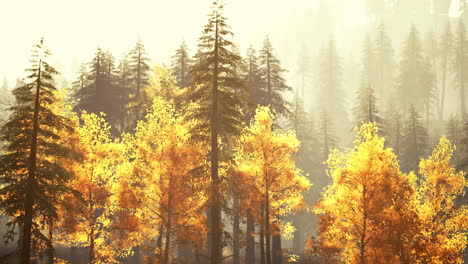 misty autumn forest