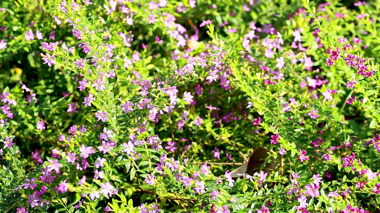 활기찬 꽃이 울창한 초록색 환경에서 꽃을 피운다