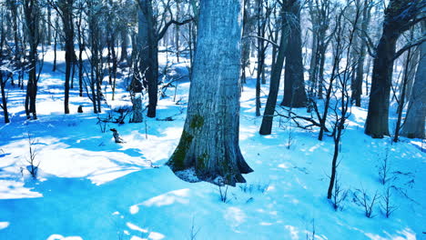 pinos cubiertos de nieve en una noche helada