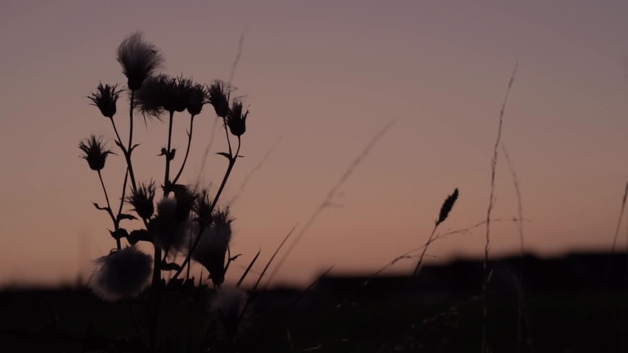 Wild thistle silhouette against setting sun background