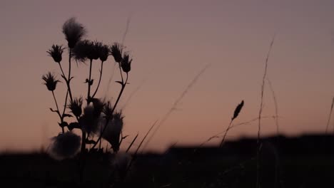 Wilde-Distelsilhouette-Vor-Dem-Hintergrund-Der-Untergehenden-Sonne