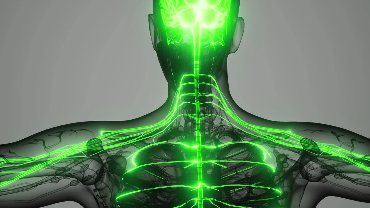 Visualization of the human nervous system highlighting key structures in green