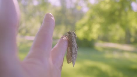 large moth sitting on finger in park