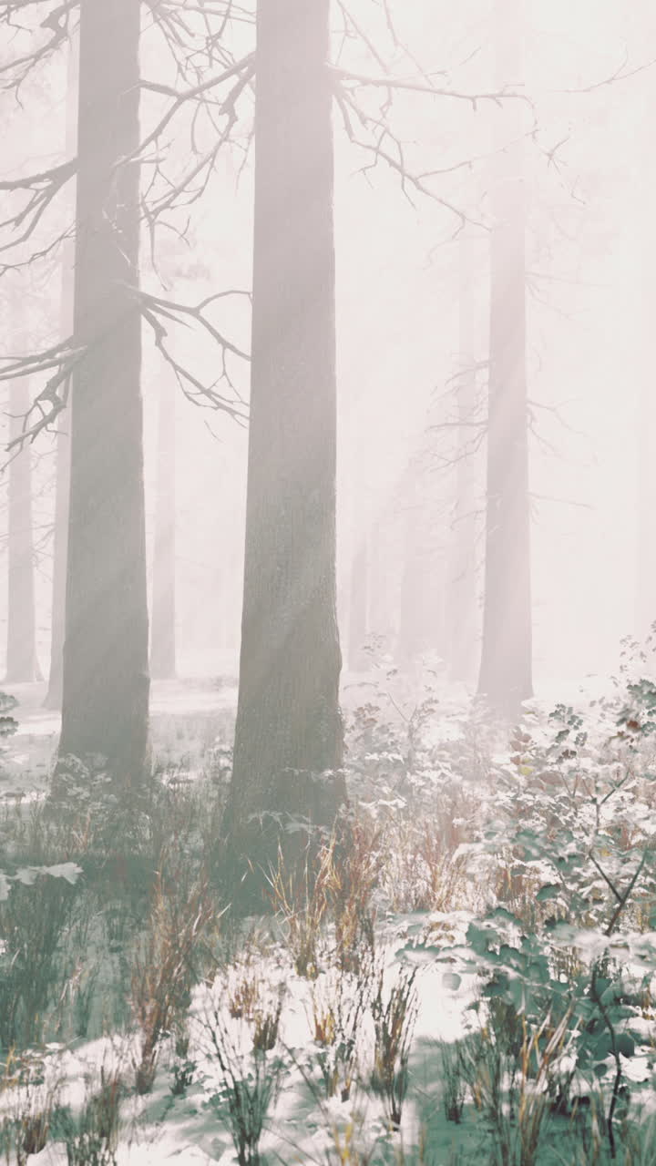 겨울에 안개 숲