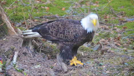 un águila calva hambrienta buscando comida en la isla de kodiak, alaska