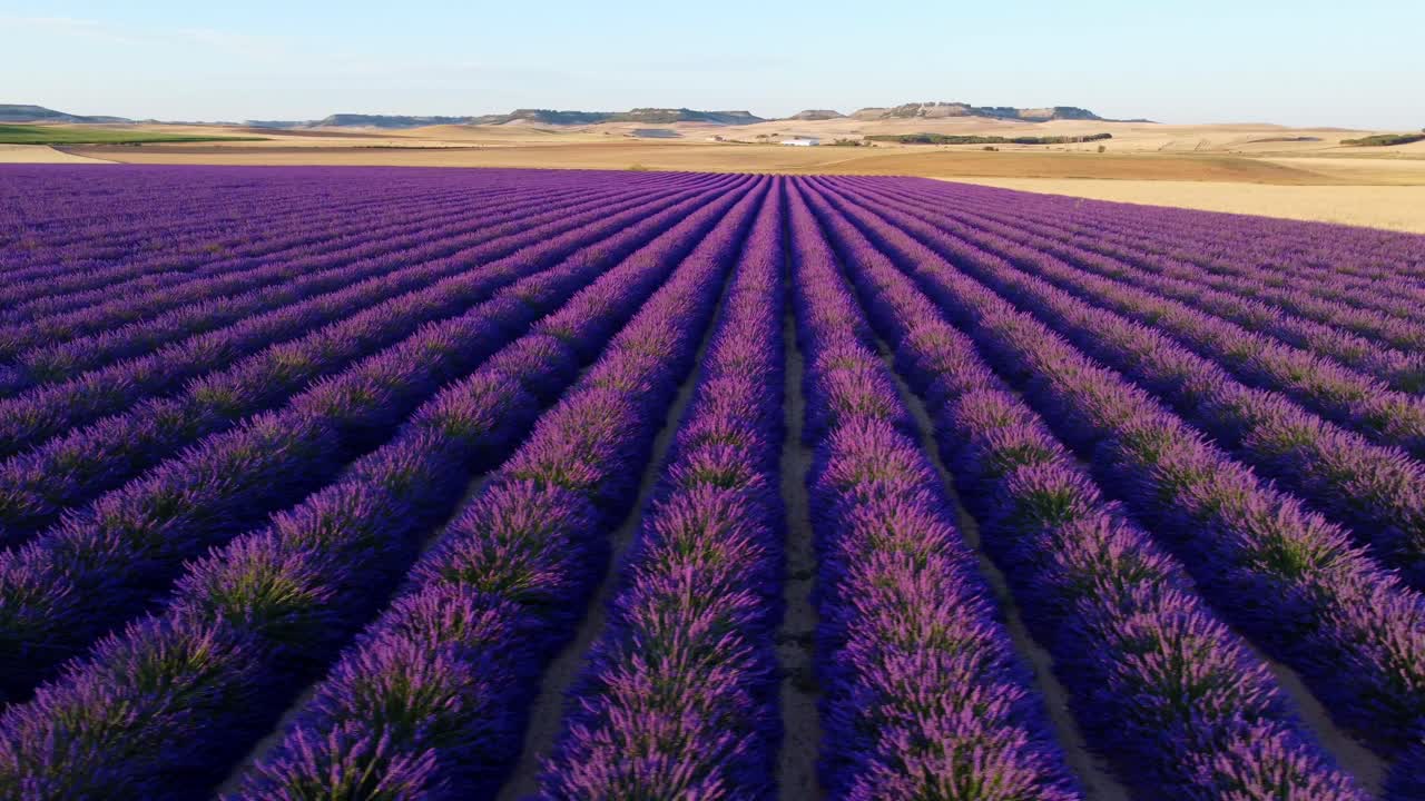 Lavender field seen from the air at sunset