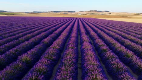 lavender field seen from the air at sunset