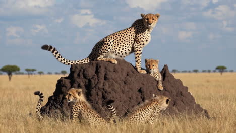 cheetah family on a termite mound in the savanna
