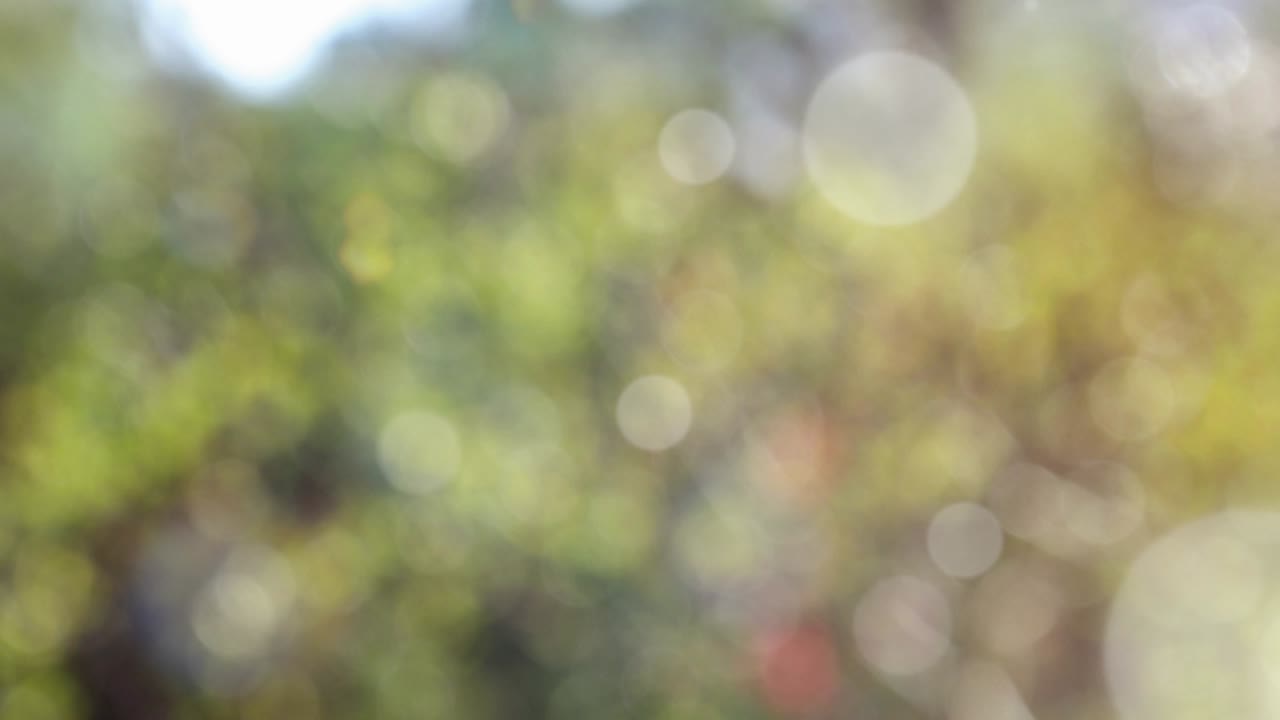 보케와 함께 추상적인 스프링 배경