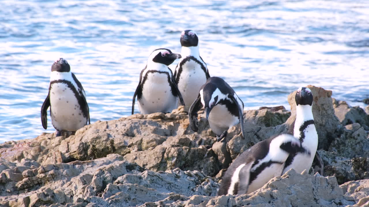 Waddle of Jackass penguins sit together on coastal rocks with ocean behind, tele