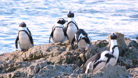 waddle of jackass penguins sit together on coastal rocks with ocean behind, tele