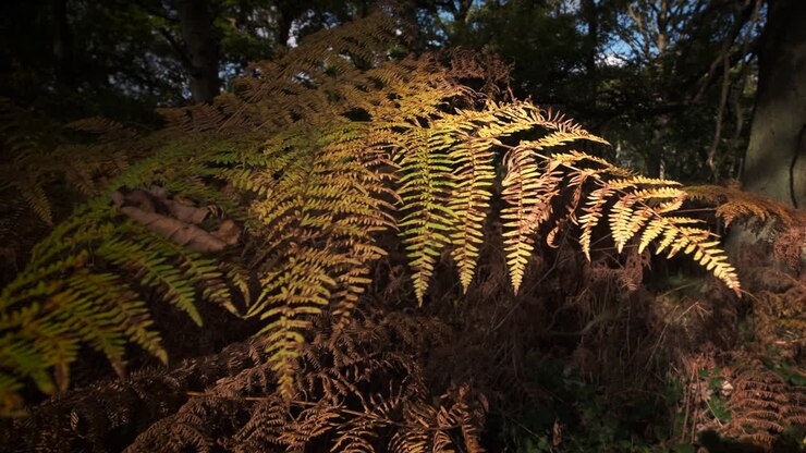 La luce solare illumina una felce comune in una foresta inglese mentre i colori autunnali si affermano