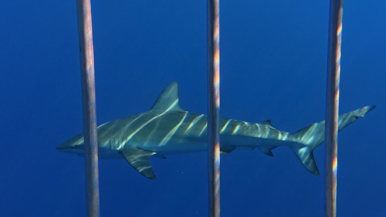 Galapagos shark swimming in the blue ocean seen from a dive cage, Hawaii