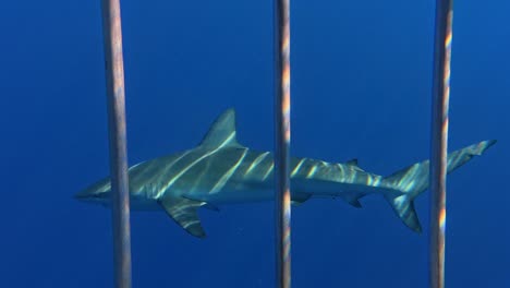 galapagos shark swimming in the blue ocean seen from a dive cage, hawaii