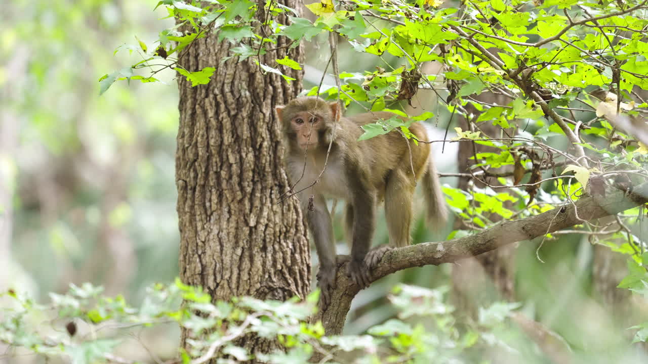Florida Rhesus Macaque Monkey in Tree 2
