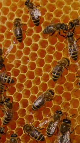 quick working bees moving around yellow honeycombs. fresh honey shining in the cells, some of them sealed with wax cover. close up. vertical video
