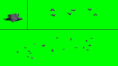 flock of birds - pigeons