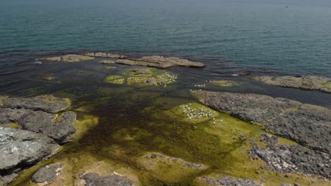 círculo de drones disparó alrededor de gaviotas en acantilados marinos