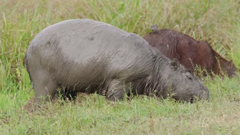 big wet capybara eating grass wetlands animal natural habitat day