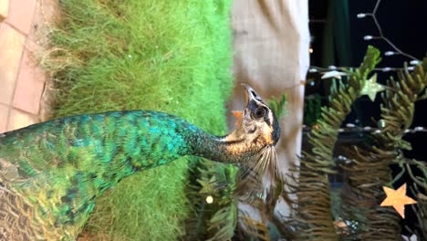 peacock-closeup-stay-in-a-hotel-view