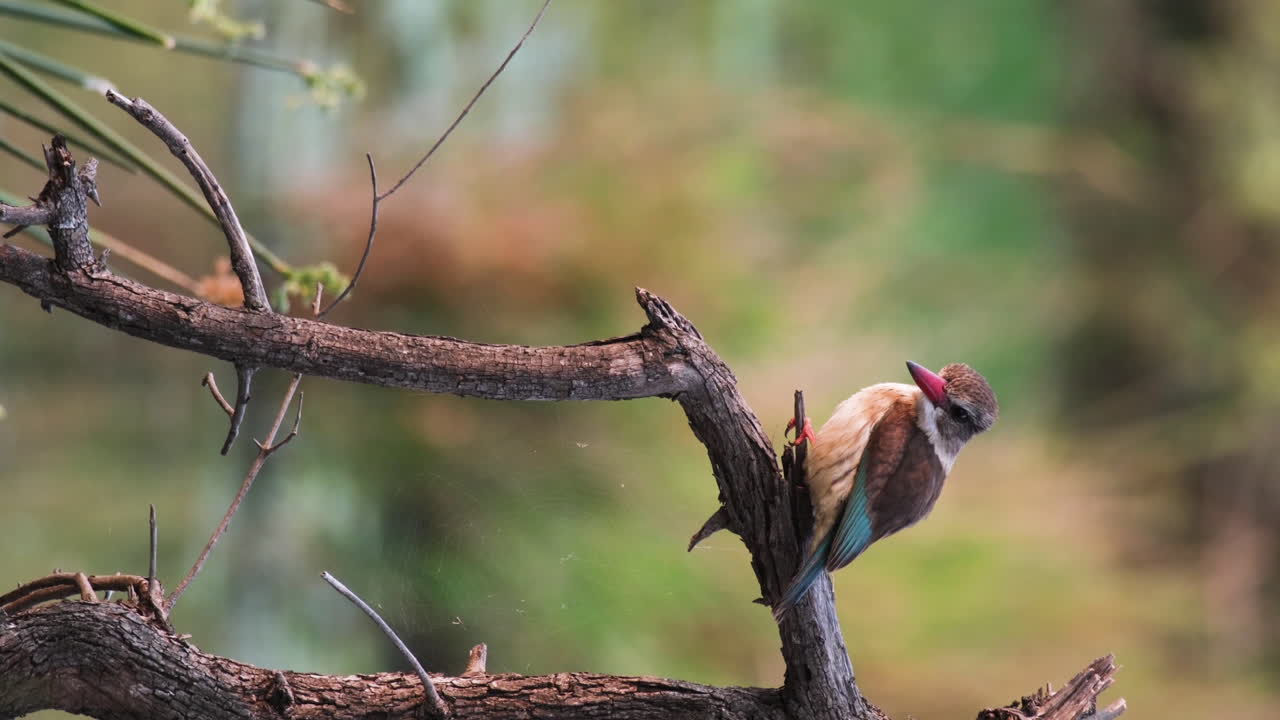 vista lateral del pez pescador de capucha marrón sentado en la rama de tee