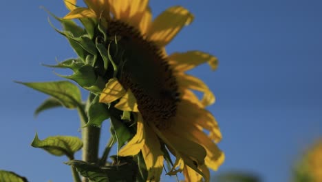 Isolierte-Sonnenblume-An-Einem-Sommertag-Mit-Einem-Wunderschönen-Blauen-Himmel