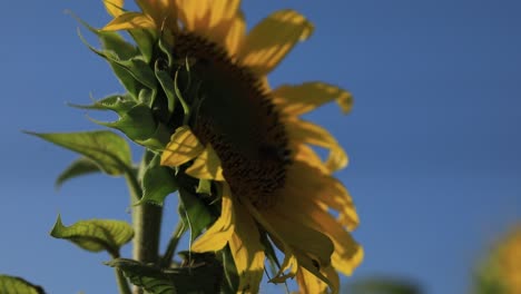isolated sunflower in a summer day with a beautiful blue sky