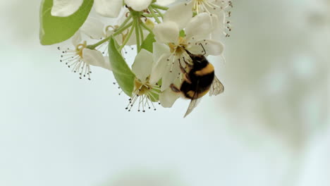 Marco-Cerrado-De-Una-Abeja-De-Miel-Boca-Abajo-Recogiendo-Polen-En-Cámara-Lenta,-En-El-Fondo-Más-Flores-Desenfocadas