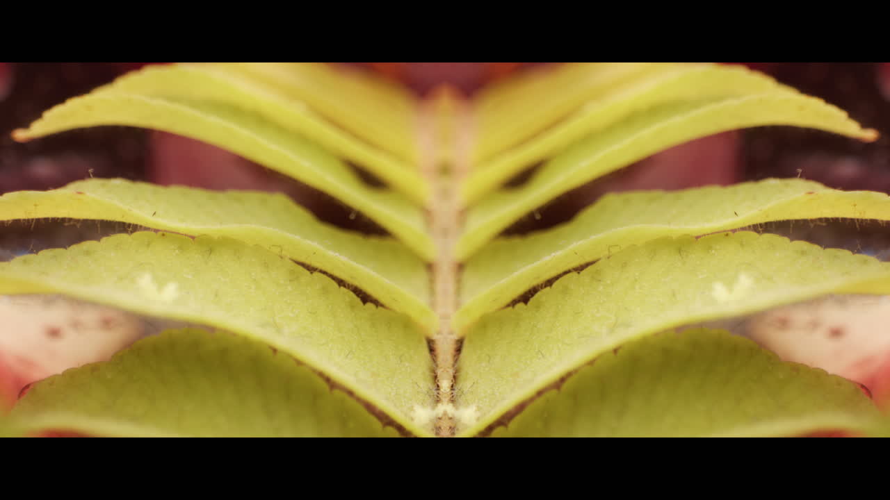 Close-up view of a leaf