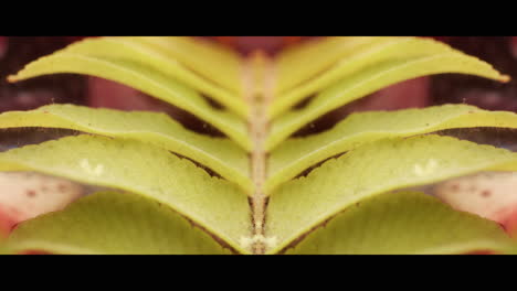 close-up view of a leaf