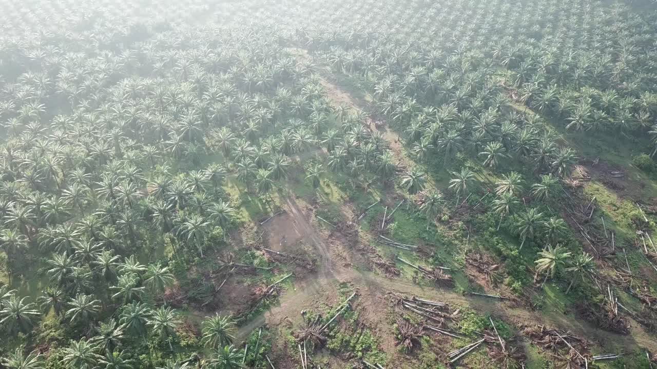 limpieza de tierras de plantaciones de palma aceitera.