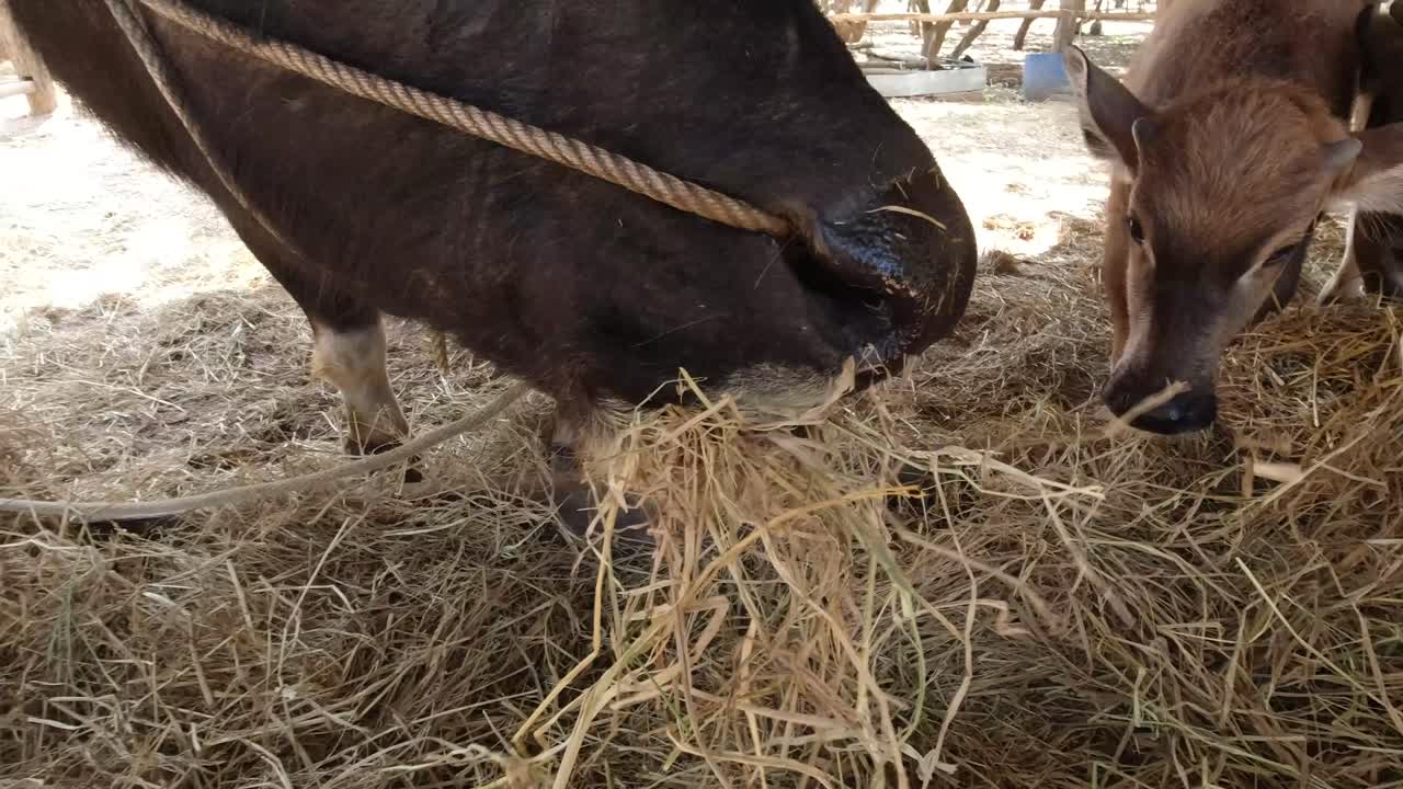 Primo piano di un bufalo d'acqua asiatico al pascolo in una fattoria didattica in Thailandia