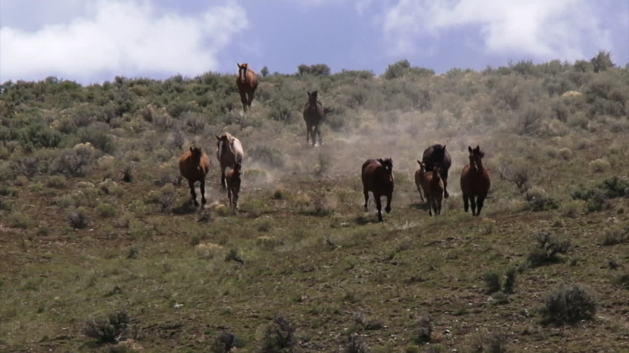 caballos salvajes pastan en pastizales abiertos en wyoming 2