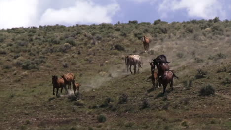 wild horses graze in open rangeland in wyoming 2