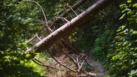 mysterious woods with a tree growing over a path blocking it