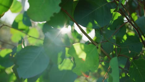 destellos de lente, dof, cámara lenta: movimiento lento a la derecha, rayos de sol brillando a través de las hojas con un bokeh abstracto y un destello de lente en cámara lenta