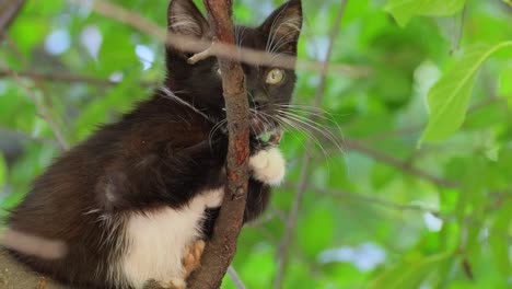 Streunendes-Kätzchen-Auf-Einem-Ast.-Eine-Streunende-Katze-Ist-Eine-Besitzlose-Hauskatze,-Die-Im-Freien-Lebt-Und-Den-Kontakt-Mit-Menschen-Vermeidet:-Sie-Lässt-Sich-Nicht-Anfassen-Oder-Berühren-Und-Bleibt-Vor-Menschen-Verborgen.