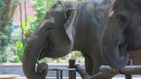 two elephants eating grass at zoo