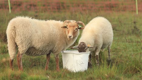 Bock-Mit-Hörnern-Und-Schafen,-Die-Aus-Einem-Eimer-In-Einer-Grasbewachsenen-Heidelandschaft-Mit-Einem-Orangefarbenen-Schimmer-Auf-Einem-Tautropfenreichen-Sonnenaufgang-Essen,-Während-Der-Widder-Davongeht