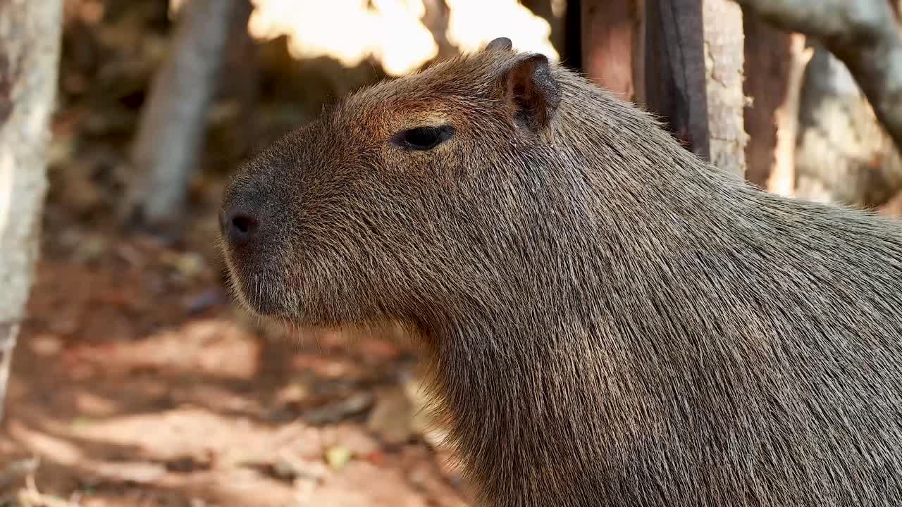 capibara observado en el hábitat natural en el zoológico
